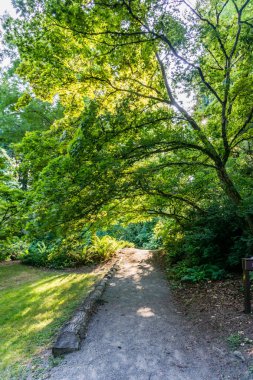 Seattle Arboretum Japon Akçaağaç