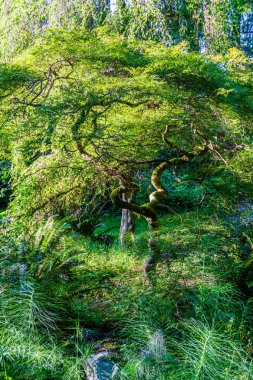 Seattle Arboretum Japon Akçaağaç 6