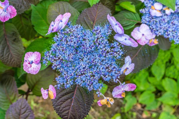 Fleurs bleu intense — Photo