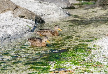 Açık Derede Ördek
