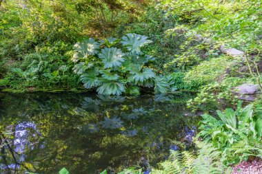 Seattle Arboretum Gölet Yansıması