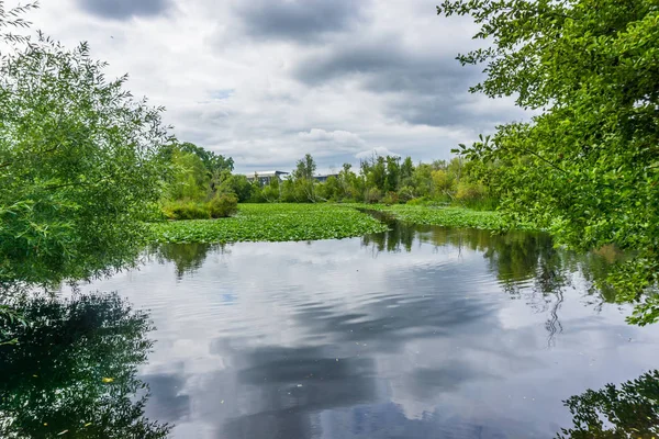 Arboretum Lilienkissen 2 — Stockfoto