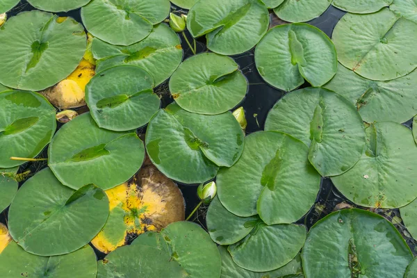 Arboretum Lily pads close-up — Stockfoto