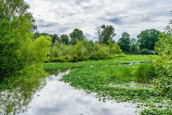 Arboretum Lilienkissen 3 — Stockfoto