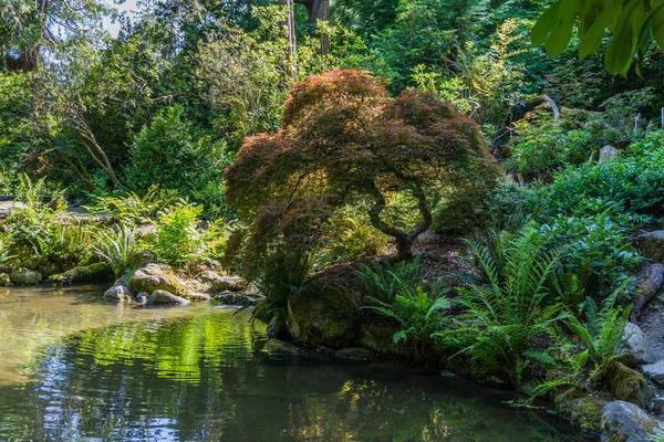 Alquilar árbol de jardín — Foto de Stock