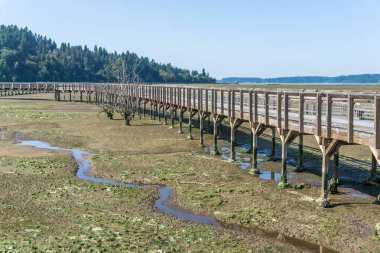 Nisqually Sulak Alanlar Boardwalk 7