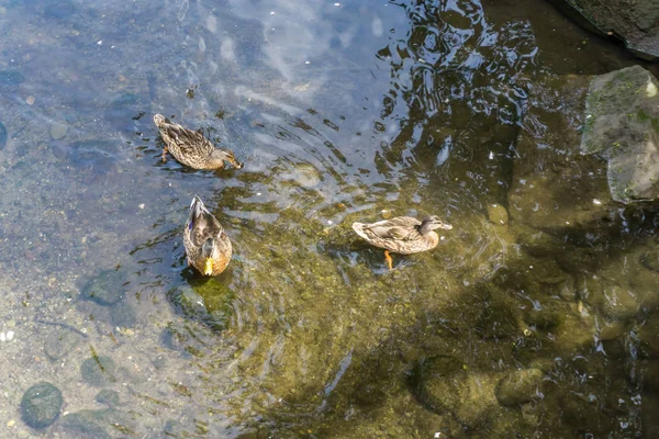 Canards dans Rocky Stream — Photo