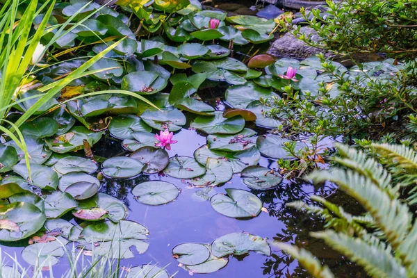 Pond Lily kuddar — Stockfoto