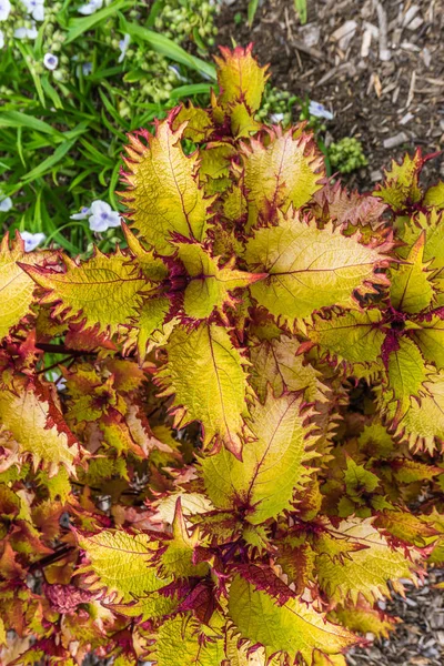 Coloridas hojas de plantas Macro — Foto de Stock