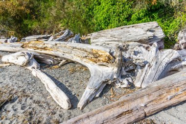 Driftwood Natürmort