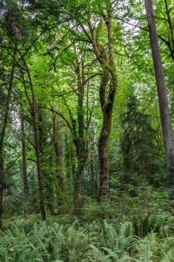 Priest Point Park Ağaçlar 5