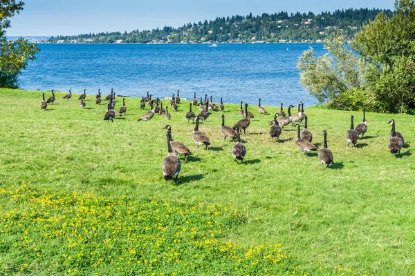 Geese Along Lake 2 — Stock Photo, Image