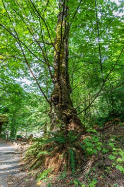 Park Ağacı Gövdesi Yakın plan 2