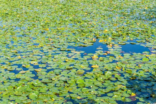 Waterlelies achtergrond — Stockfoto