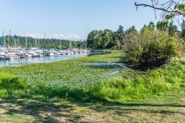 Seattle Gölü Sahil Hattı 5
