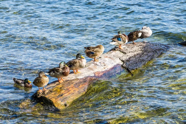 Ördekler Su ve Kütük — Stok fotoğraf