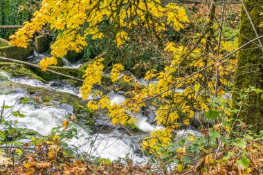 Tumwater Şelalesi Parkı Yapraklar ve Nehir