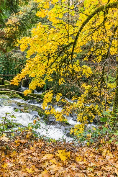 Parco delle cascate di Tumwater Leaves And River 2 — Foto Stock