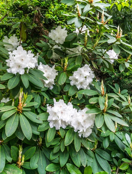 Clústeres Rododendros Blancos Jardín Seatac Washingotn — Foto de Stock