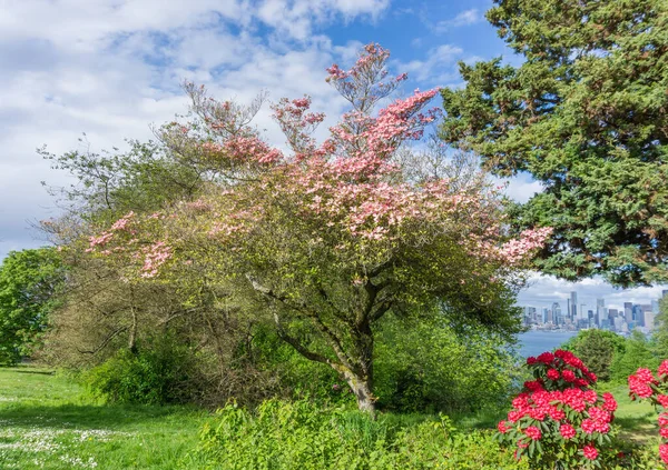 西シアトル公園内に咲くハナミズキ 春です — ストック写真