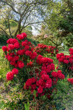 Kızıl Rododendron çiçekleri baharda Batı Seattle parkında.