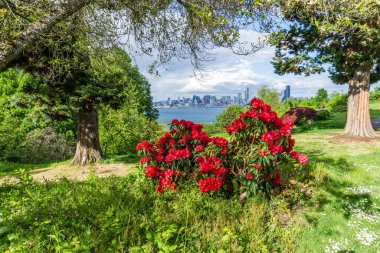 Kızıl Rododendron çiçekleri baharda Batı Seattle parkında.