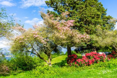 Batı Seattle parkında çiçek açan bir Dogwood ağacı. Bahar geldi..
