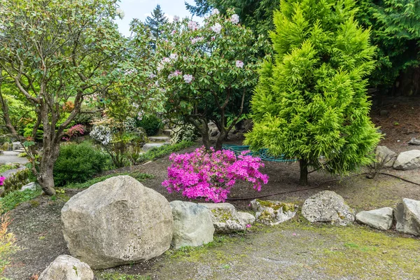 Plantes Fleurs Fleuries Dans Jardin Pittoresque Seatac Washington — Photo