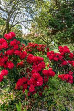Kızıl Rododendron çiçekleri baharda Batı Seattle parkında.
