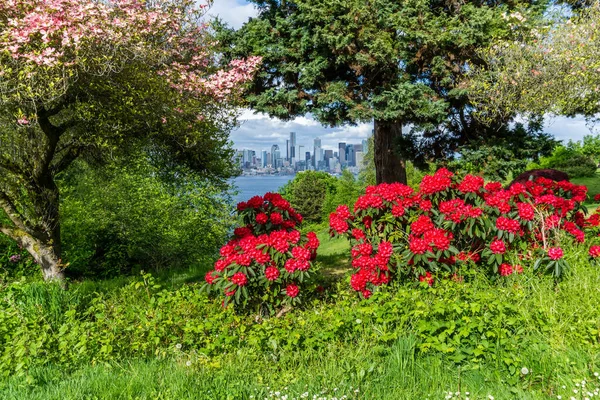 Kızıl Rododendron çiçekleri baharda Batı Seattle parkında.