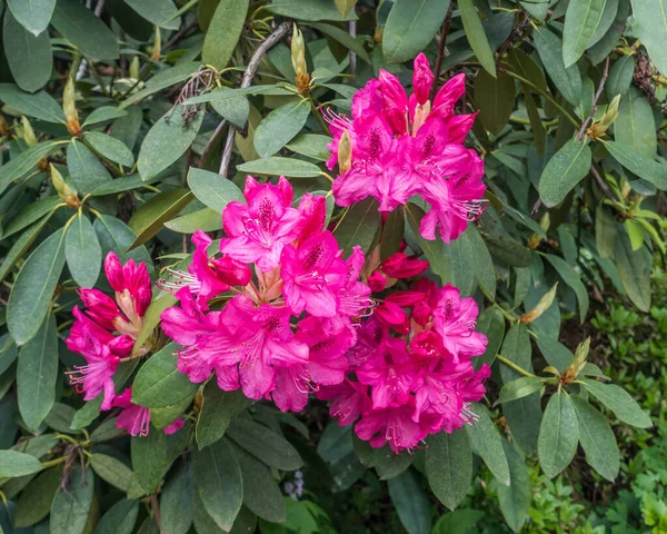 Los Rododendros Rosados Florecen Jardín Seatac Washington — Foto de Stock