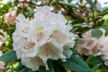 Beyaz Rhododendron çiçeklerinin makro çekimi.