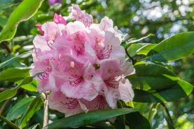 Bir makro pembe Rhododendron çiçeği..