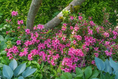 Azaleas ve bitkiler Seatac, Washington 'da bir bahçede.