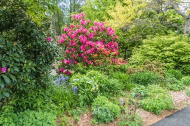 Pembe Rododendronlar Seatac, Washington 'da bir bahçede çiçek açtı..