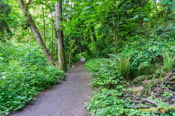 Szlak Spring Dash Point State Park Dash Point Waszyngton — Zdjęcie stockowe