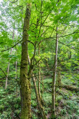 Washington Dash Point 'teki Dash Point Eyalet Parkı' nda bir patika..