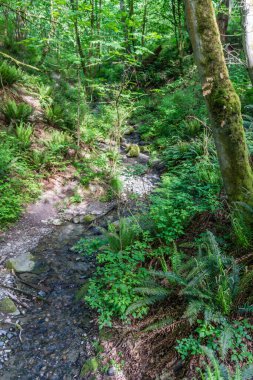 Washington 'daki Dash Point Eyalet Parkı' nın yanındaki bir derede..