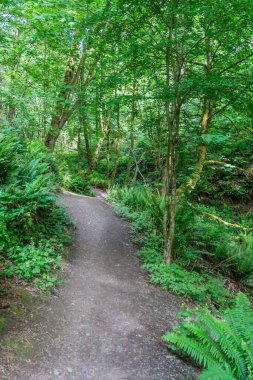 Washington Dash Point 'teki Dash Point Eyalet Parkı' nda bir patika..