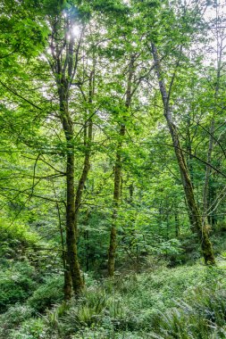 Washington Dash Point 'teki Dash Point Eyalet Parkı' nda bir patika..