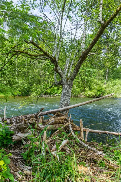 Río Verde Cerca Auburen Washington Fluye Más Allá Árbol —  Fotos de Stock