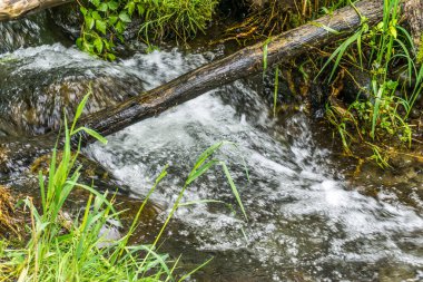 Kuzeybatı Pasifik 'te bir dere kütüğün altından akar..