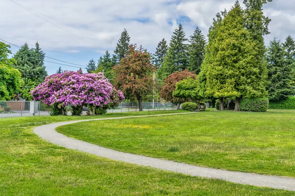Mor Rododendron çiçekleri Burien, Washington 'da bir parkta yetişir..