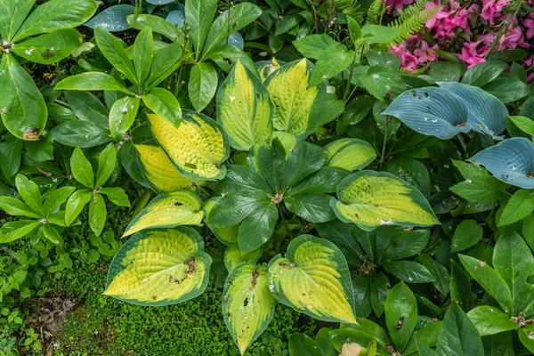 Gelbe Und Grüne Hosta Pflanze Einem Garten Seatac Washington — Stockfoto