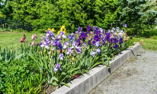 Una Larga Cama Jardín Con Flores Iris Seatac Washington — Foto de Stock