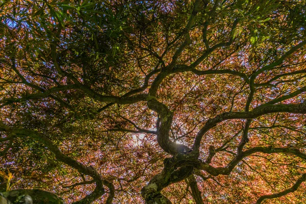Μια Θέα Κάτω Από Ένα Ιαπωνικό Δέντρο Σφενδάμου — Φωτογραφία Αρχείου