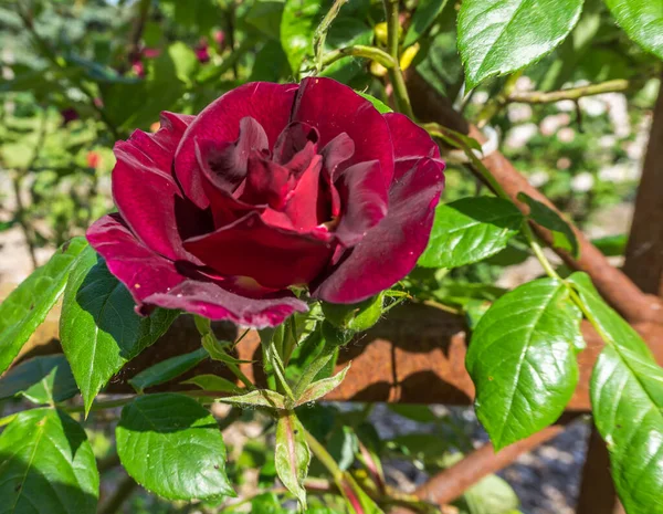 Plan Macro Une Rose Rouge Foncé Dans Jardin Seatac Washington — Photo