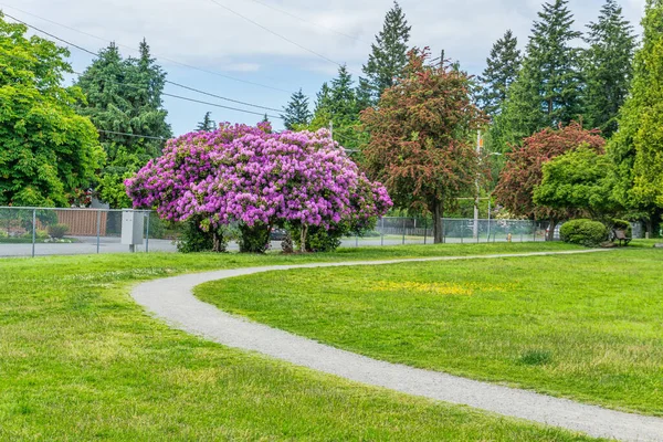 Lila Rhododendron Blüten Wachsen Einem Park Burien Washington — Stockfoto