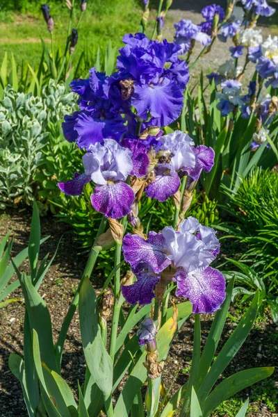 Ένα Κοντινό Πλάνο Ενός Πολύχρωμου Λουλουδιού Iris Έναν Κήπο Στο — Φωτογραφία Αρχείου