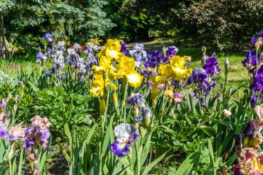 Seatac, Washington 'da büyüyen Iris çiçekleriyle dolu uzun bir bahçe yatağı..
